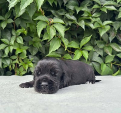 Chiot N°4 - Cocker Spaniel Anglais