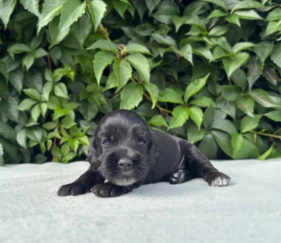 Chiot N°5 - Cocker Spaniel Anglais
