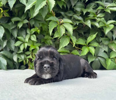 Chiot N°6 - Cocker Spaniel Anglais