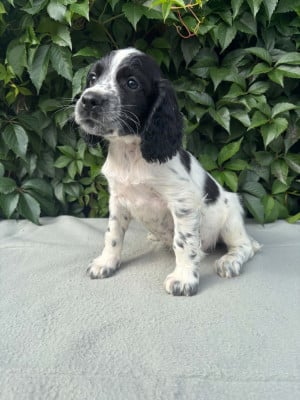 Les chiots de English Springer Spaniel