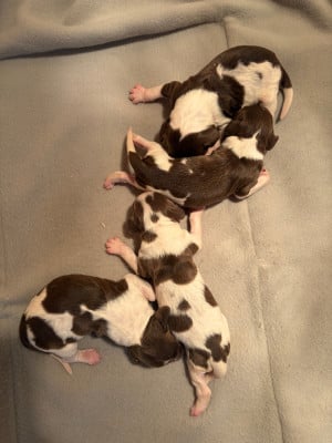 Les chiots de English Springer Spaniel