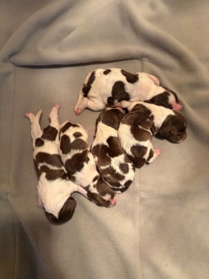 Les chiots de English Springer Spaniel