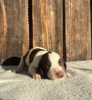 Les chiots de English Springer Spaniel