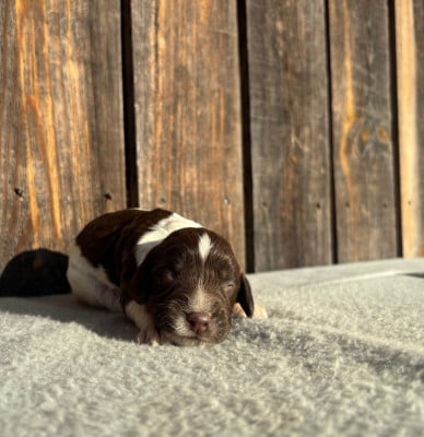 Les chiots de English Springer Spaniel