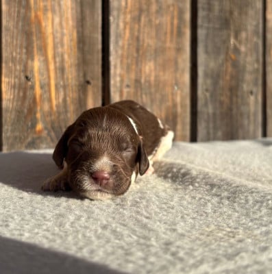 Les chiots de English Springer Spaniel