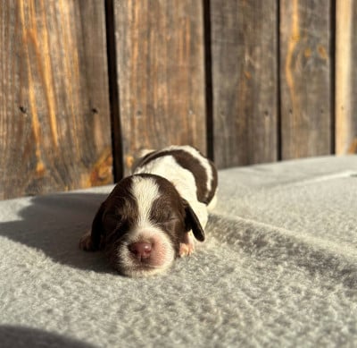 Les chiots de English Springer Spaniel