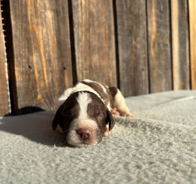 Les chiots de English Springer Spaniel