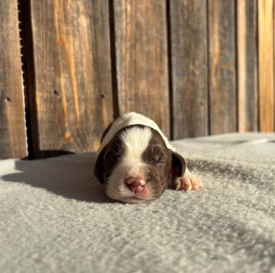 Les chiots de English Springer Spaniel