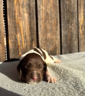 Les chiots de English Springer Spaniel