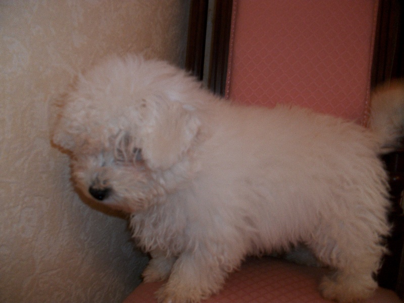 Publication : Magnoux de l'Ours en Peluche