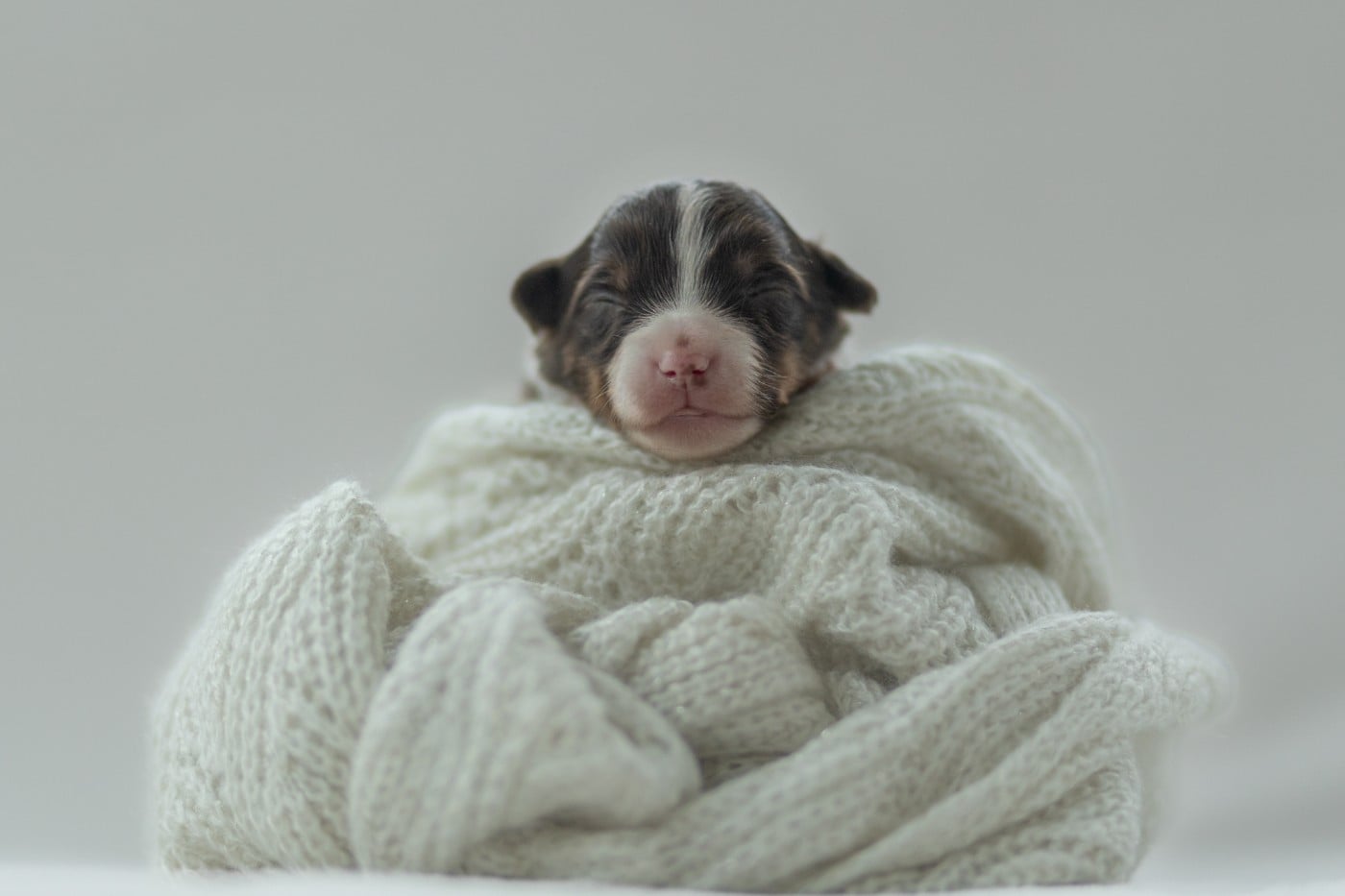 CHIOT 1 - Berger Américain Miniature 