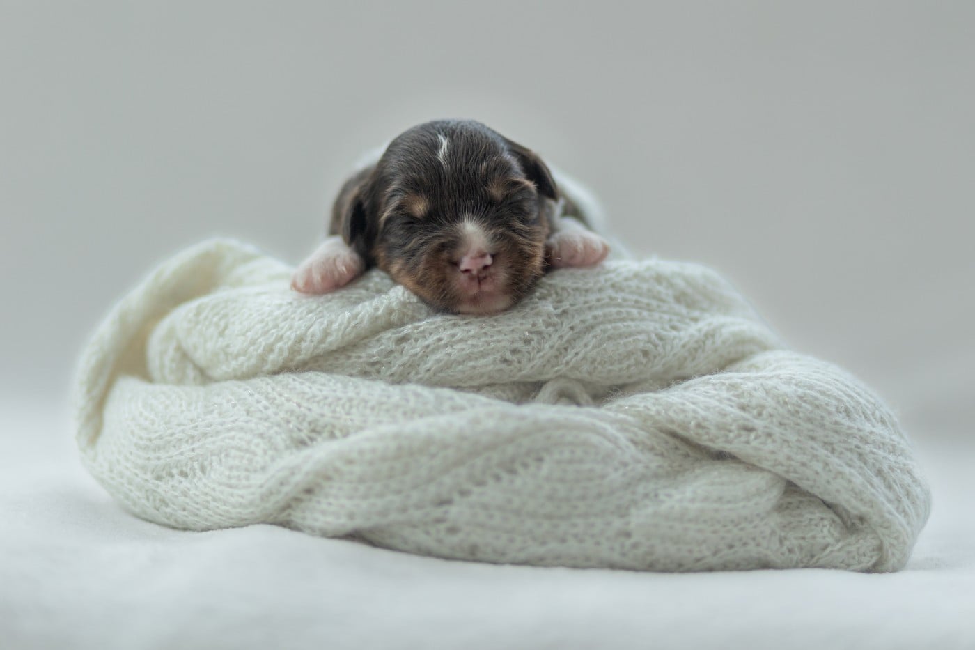 CHIOT 2 - Berger Américain Miniature 