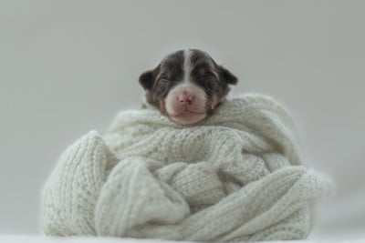 Berger Américain Miniature 