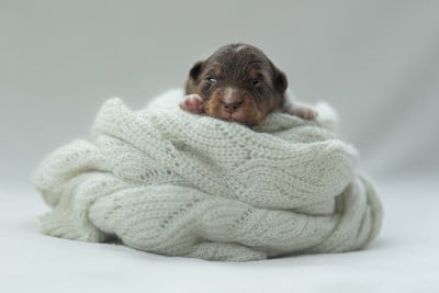 Les chiots de Berger Américain Miniature 