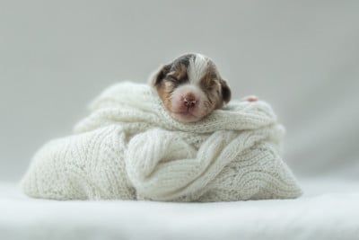 Les chiots de Berger Américain Miniature 