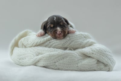 Les chiots de Berger Américain Miniature 