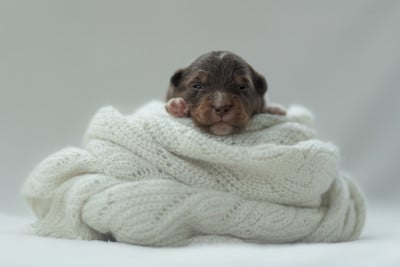 Les chiots de Berger Américain Miniature 