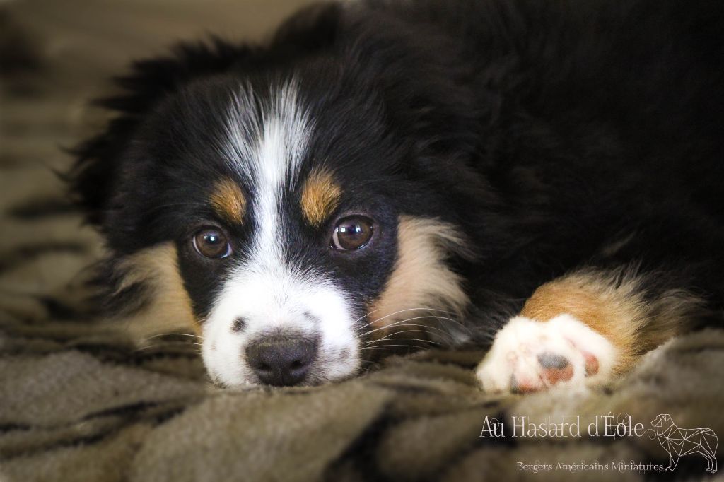 Accueil Elevage Au Hasard Déole Eleveur De Chiens Mini