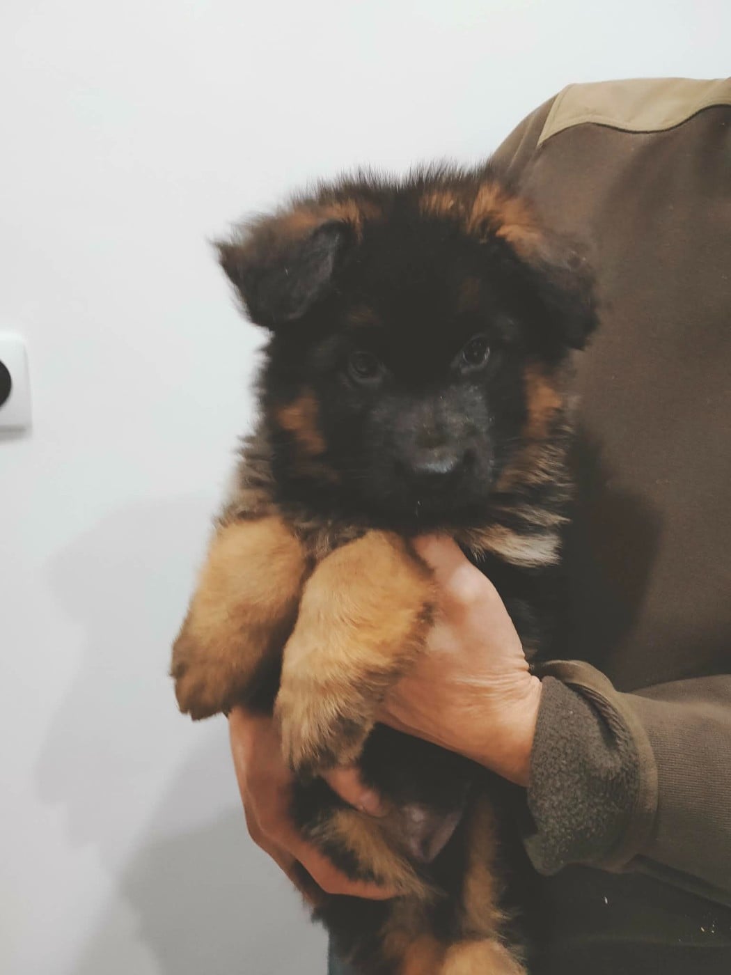 Chiot Berger Allemand