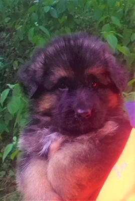 Les chiots de Berger Allemand