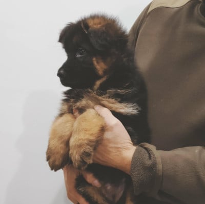 Les chiots de Berger Allemand