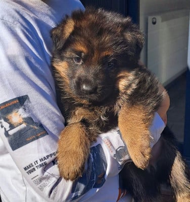 Les chiots de Berger Allemand
