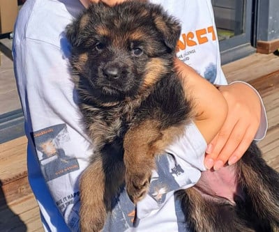 Les chiots de Berger Allemand