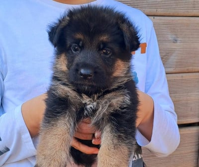 Les chiots de Berger Allemand