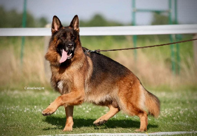 Les chiots de Berger Allemand