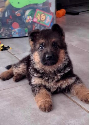 Les chiots de Berger Allemand
