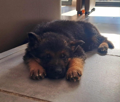 Les chiots de Berger Allemand