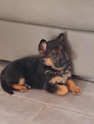Les chiots de Berger Allemand