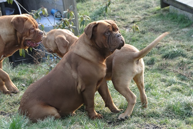 Djelly bean du masque de Seth