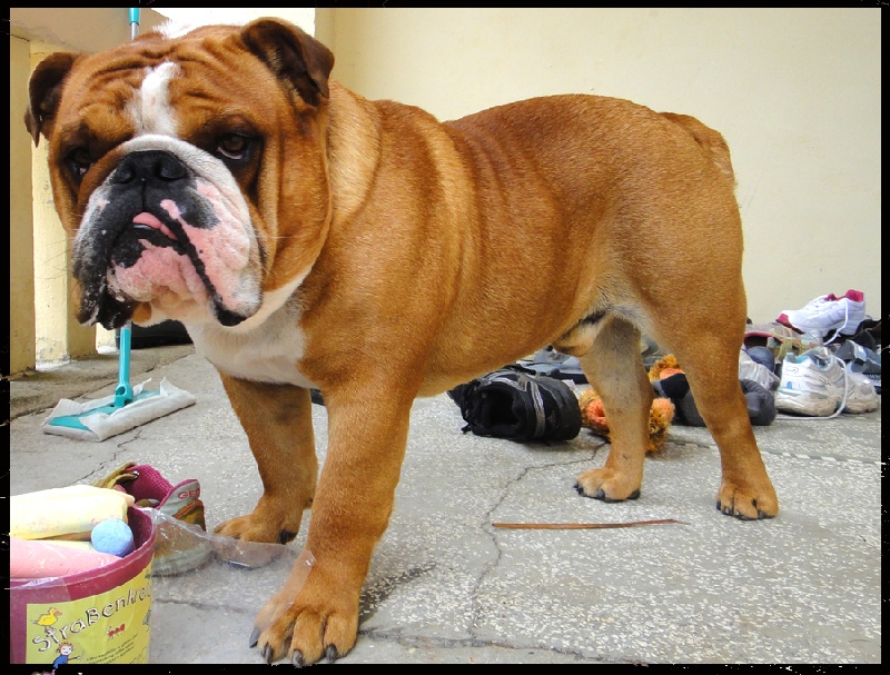 Dolce del vulcano bianco