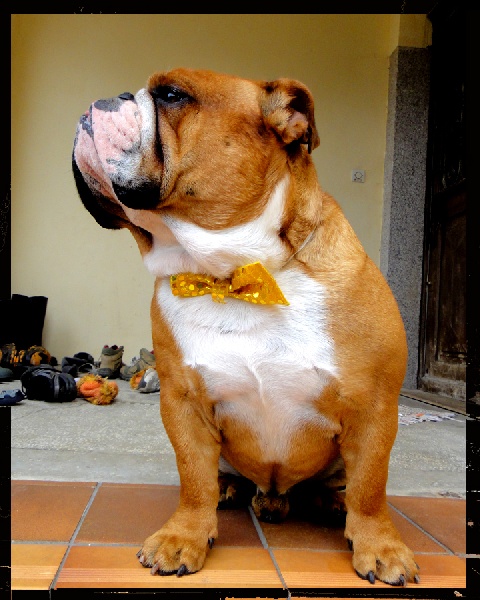 Dolce del vulcano bianco