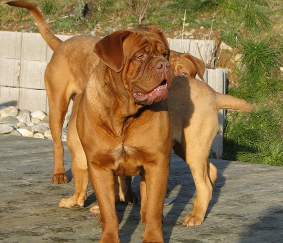 Djelly bean du masque de Seth