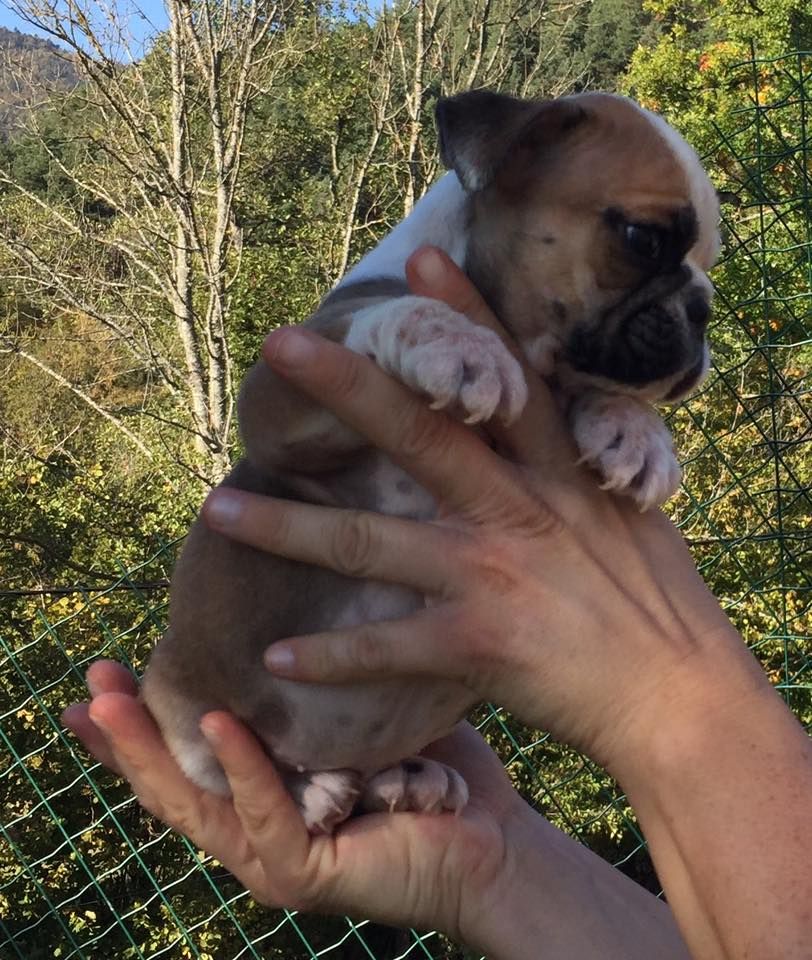 CHIOT - Bulldog Anglais