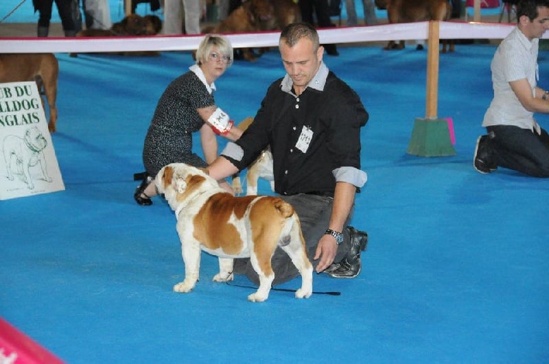 Publication : des bulls des hautes falaises