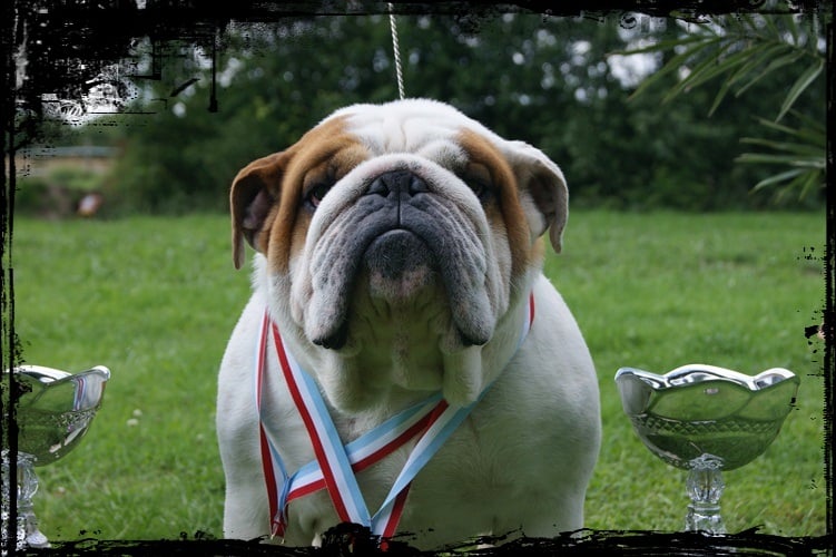 Publication : des bulls des hautes falaises