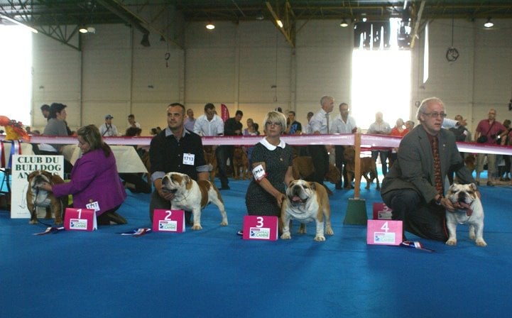 Publication : des bulls des hautes falaises