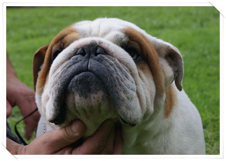 Publication : des bulls des hautes falaises