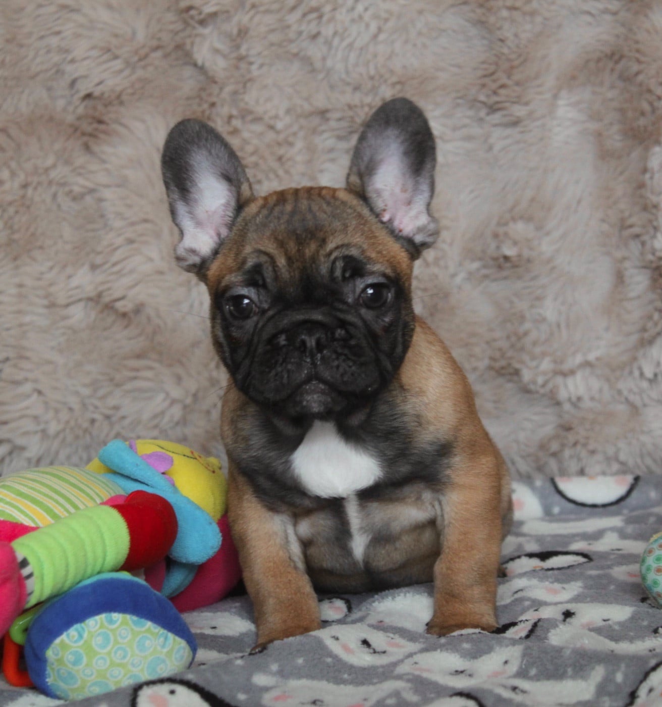 Bouledogue français - des bulls des hautes falaises