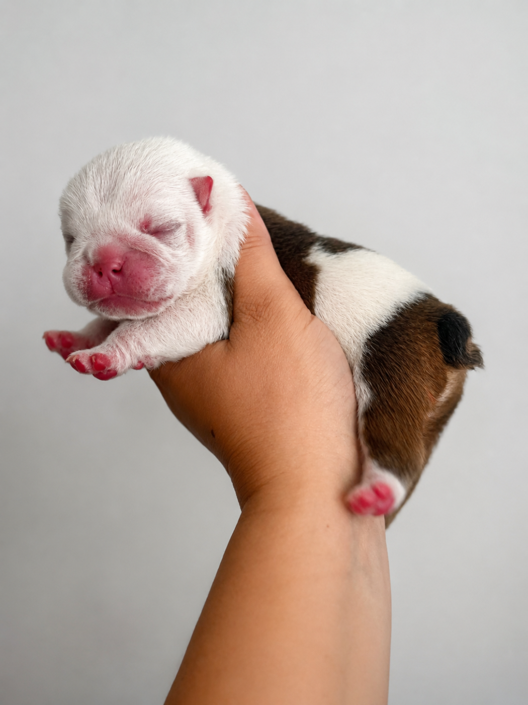 Bulldog Anglais - des bulls des hautes falaises