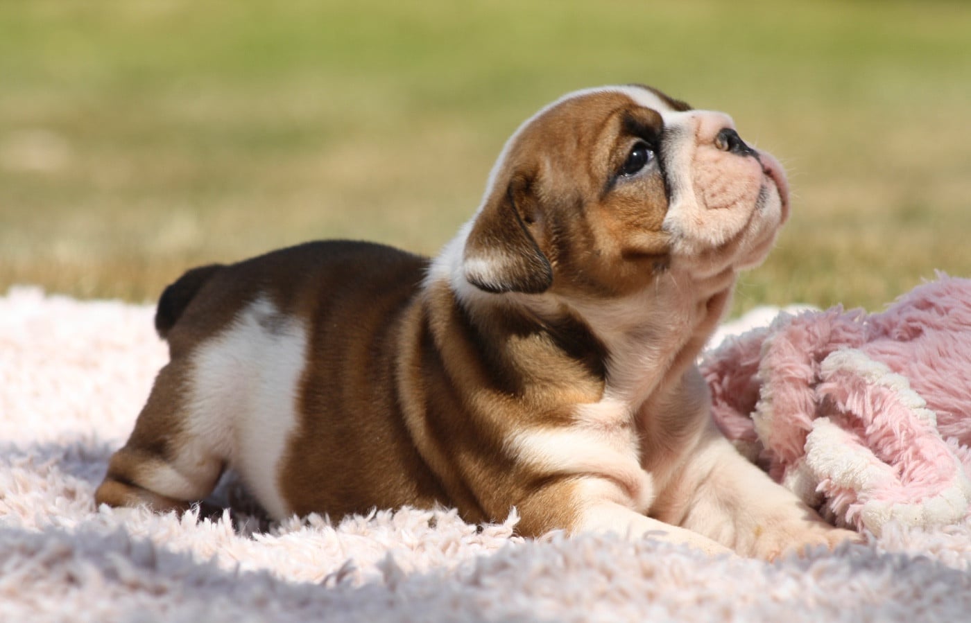 Bulldog Anglais - des bulls des hautes falaises