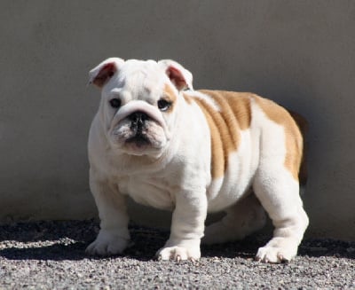 Les chiots de Bulldog Anglais