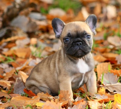 Les chiots de Bouledogue français
