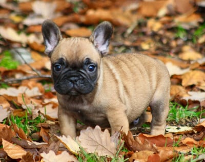 Les chiots de Bouledogue français