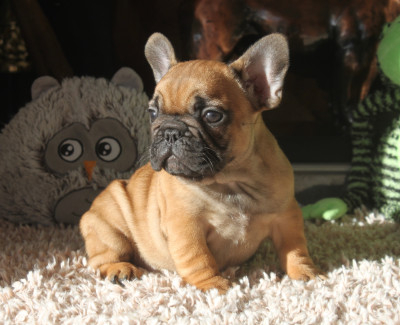 Les chiots de Bouledogue français