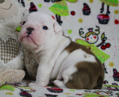 Les chiots de Bulldog Anglais