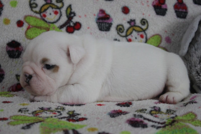 Les chiots de Bulldog Anglais